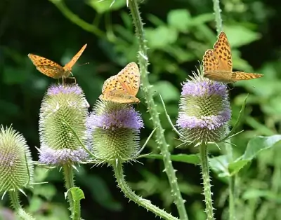 Nature conservation and climate protection in Transylvania