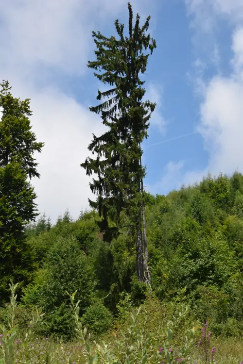 An old spruce tree on Mount Sacaramb in Transylvania
